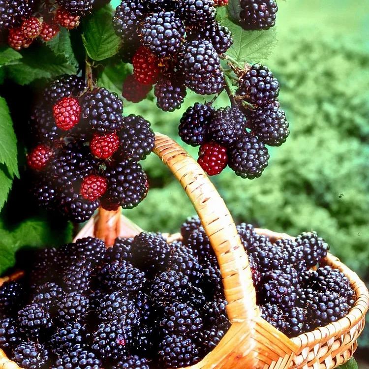 🍇 Thornless Blackberry Seeds - a delicious and convenient new choice 🍇