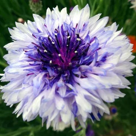 Flower Planting Mix💐Cornflower Seeds