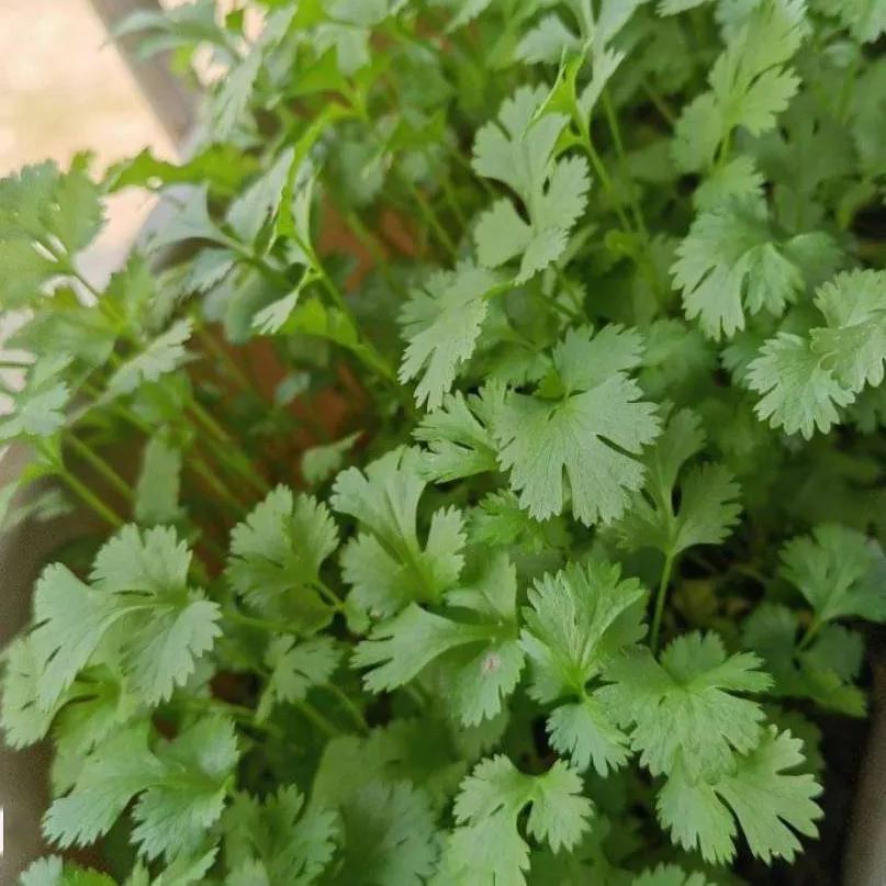Coriander 🌱 Pot Selection seeds