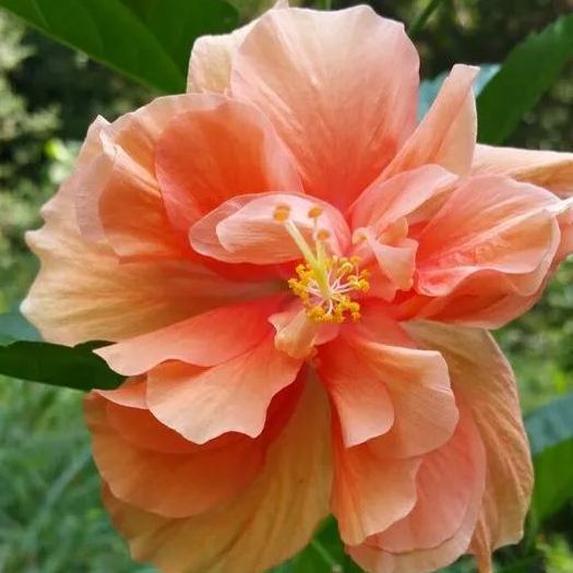 Giant bicolor hibiscus seeds