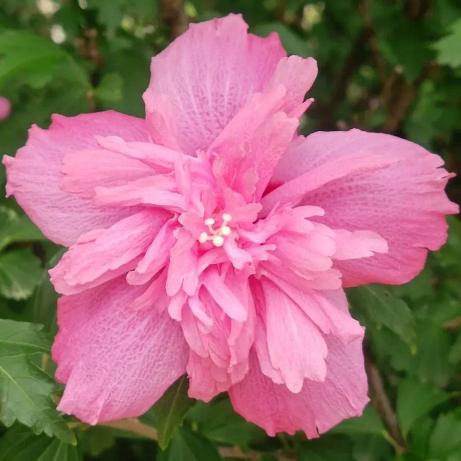 Giant bicolor hibiscus seeds