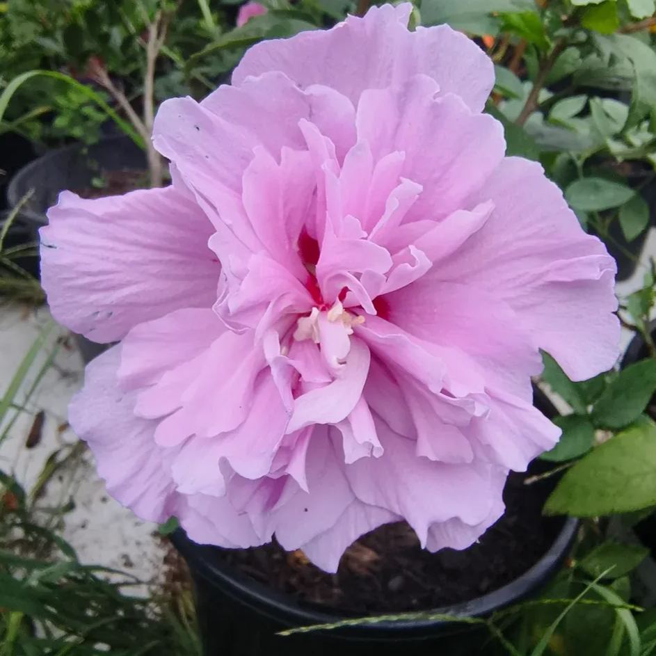 Giant bicolor hibiscus seeds