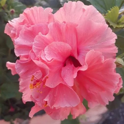 Giant bicolor hibiscus seeds