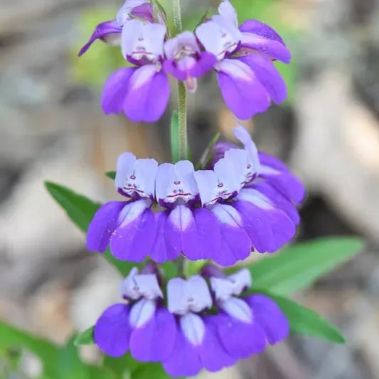 Purple Chinese House Seeds