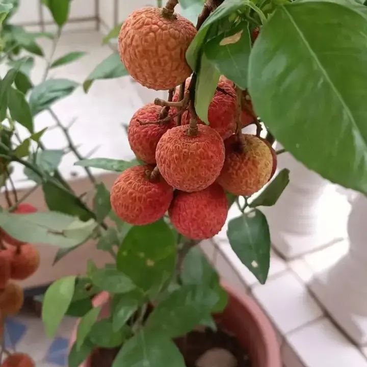 Seedless Iychee Seeds