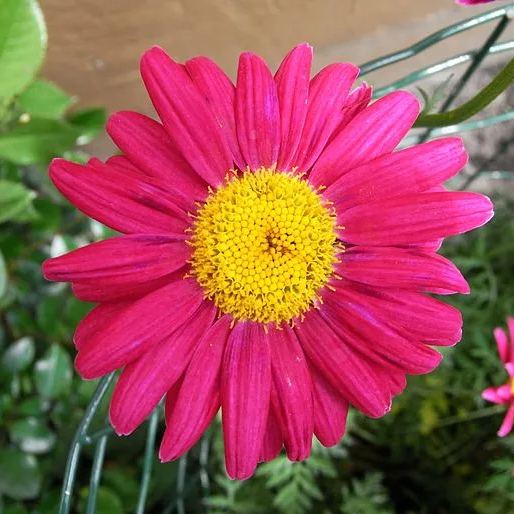 Pyrethrum Daisy Seeds