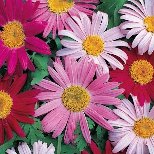 Pyrethrum Daisy Seeds