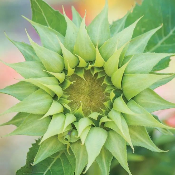 🌻Sunflower sun-fill Green