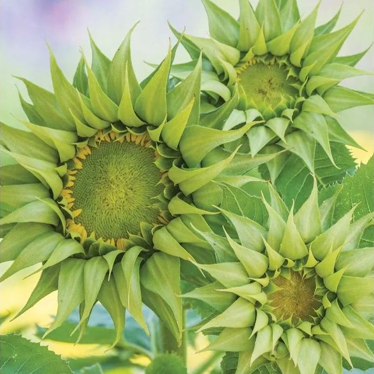 🌻Sunflower sun-fill Green