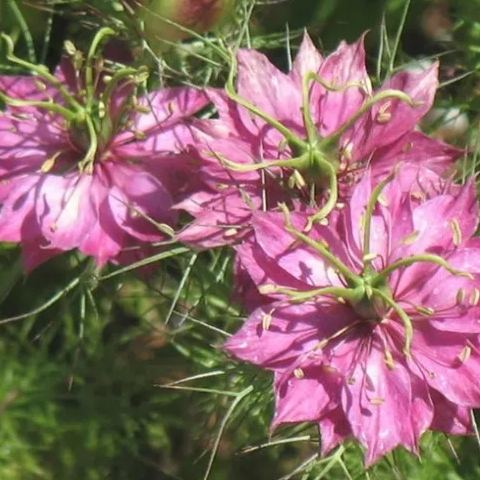 Nigella Sativa Seeds