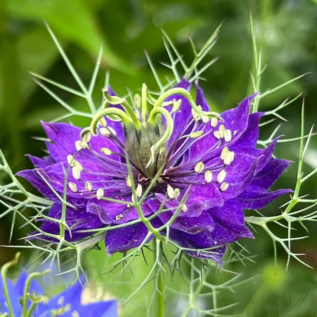 Nigella Sativa Seeds