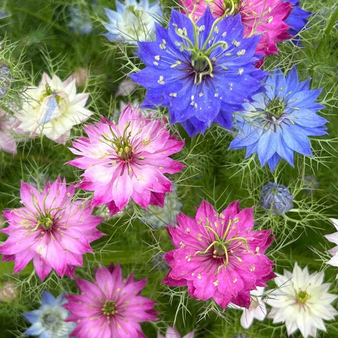 Nigella Sativa Seeds