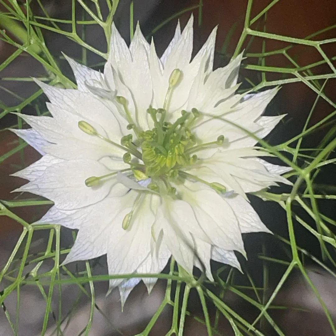 Nigella Sativa Seeds