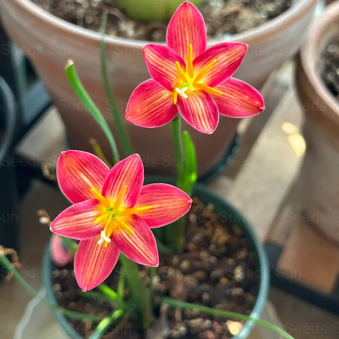 Wind and Rain Orchid Seed Bulbs
