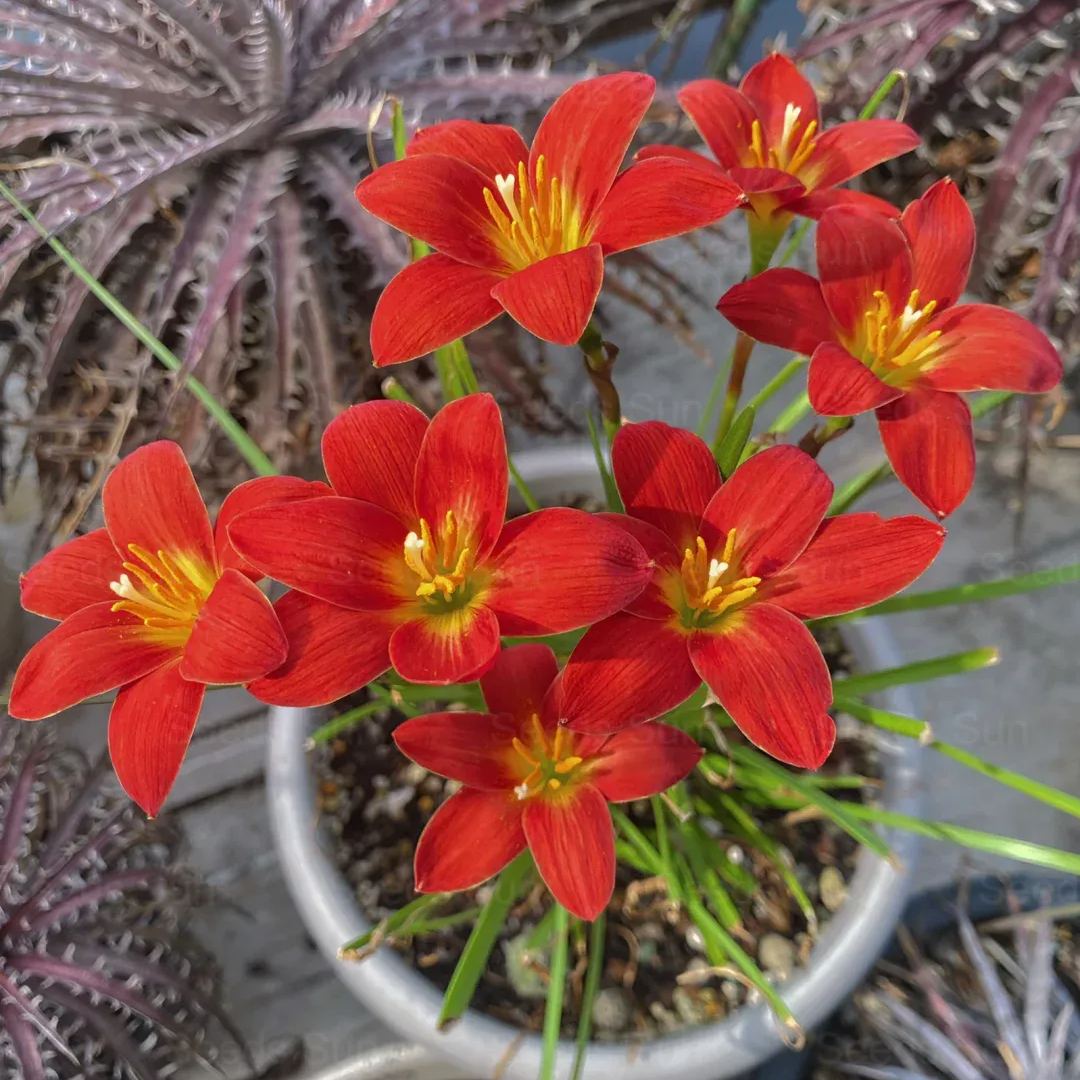 Wind and Rain Orchid Seed Bulbs