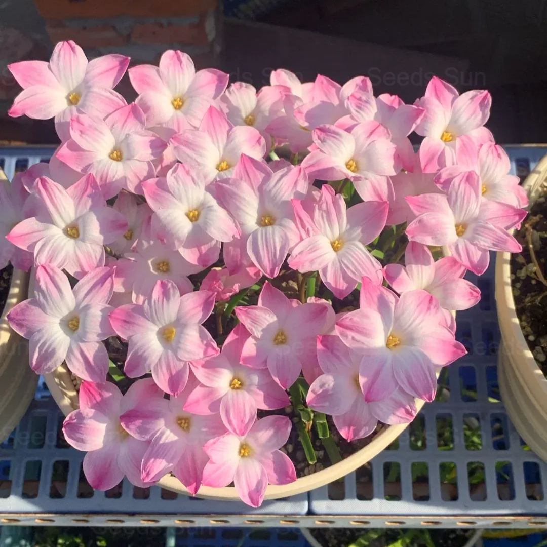 Wind and Rain Orchid Seed Bulbs