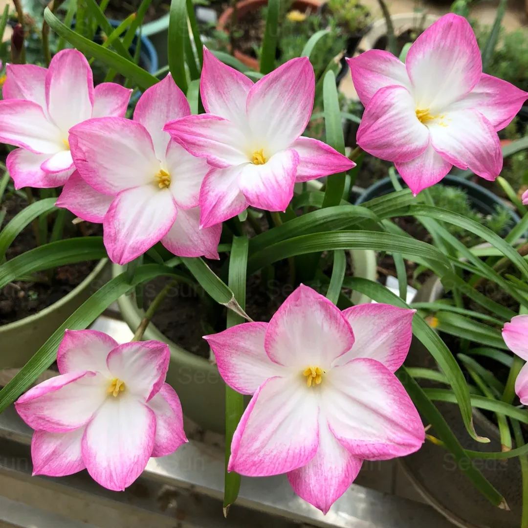 Wind and Rain Orchid Seed Bulbs