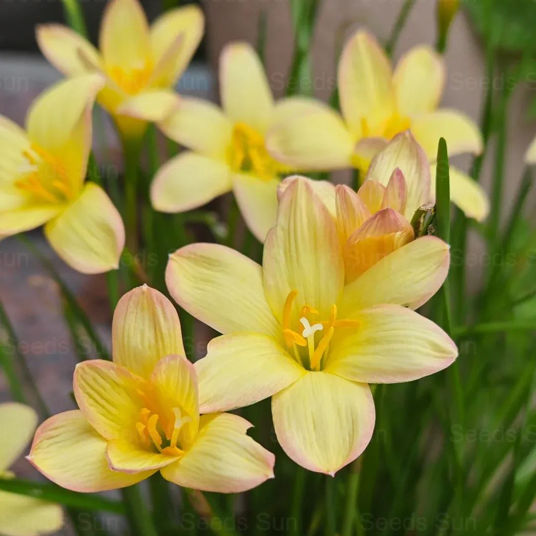 Wind and Rain Orchid Seed Bulbs