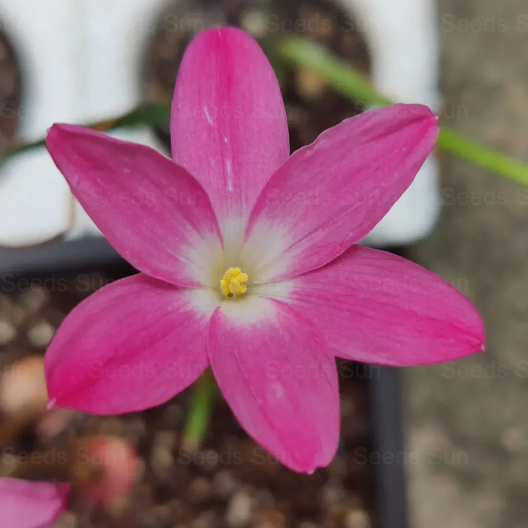 Wind and Rain Orchid Seed Bulbs