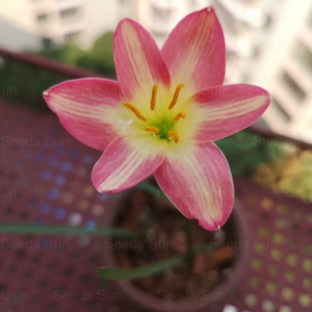 Wind and Rain Orchid Seed Bulbs