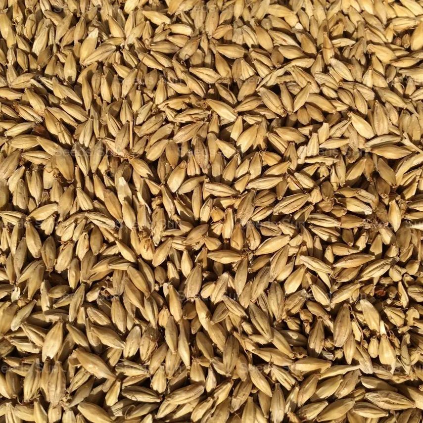 Giant Dragon Bamboo Seeds