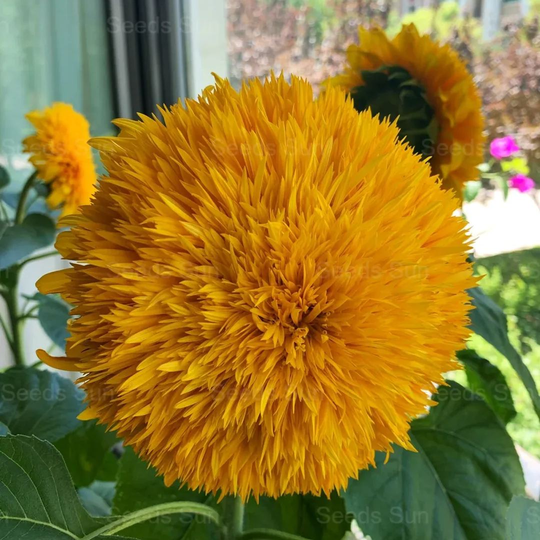 50 Seeds Teddy Bear Sunflower