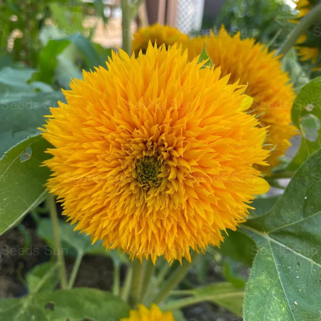 50 Seeds Teddy Bear Sunflower