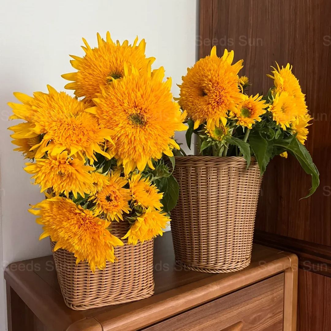 50 Seeds Teddy Bear Sunflower