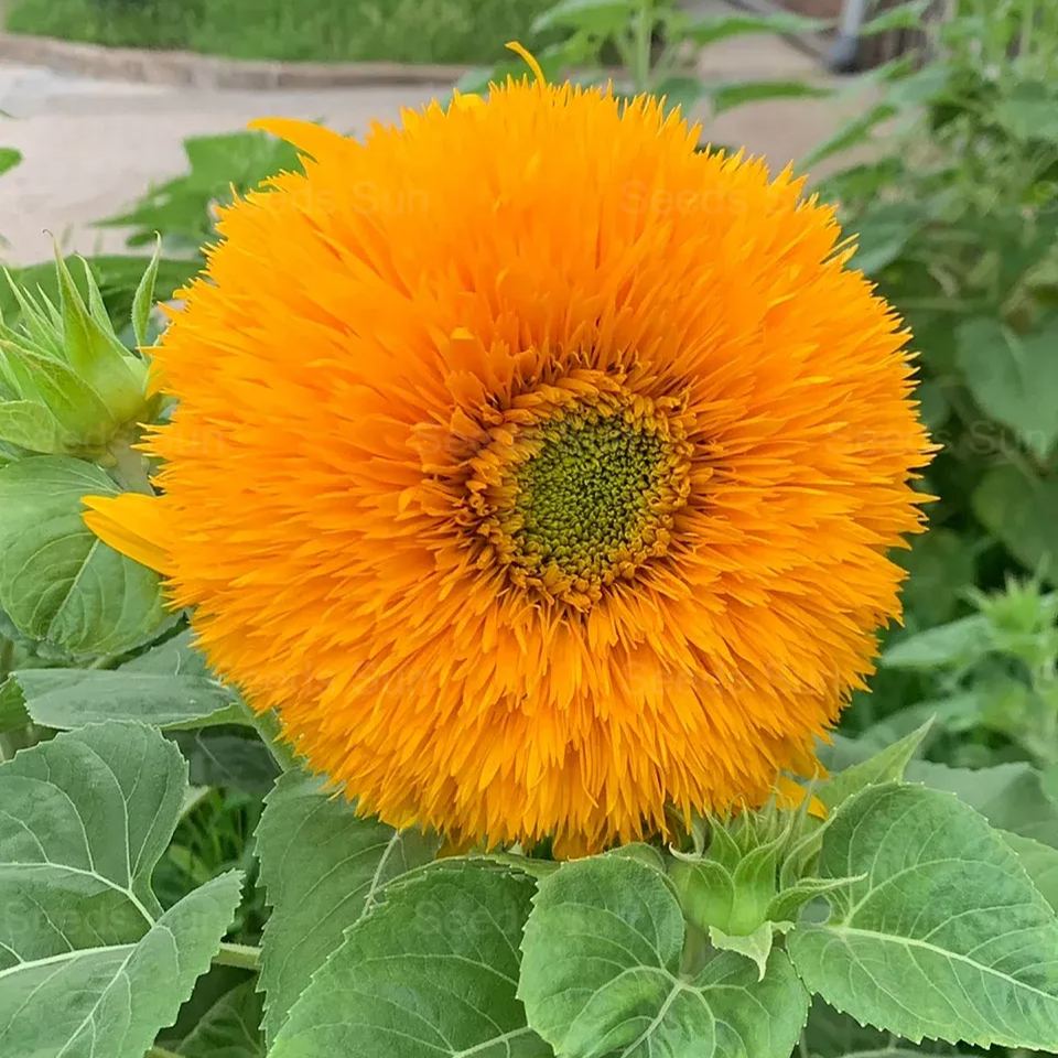 50 Seeds Teddy Bear Sunflower