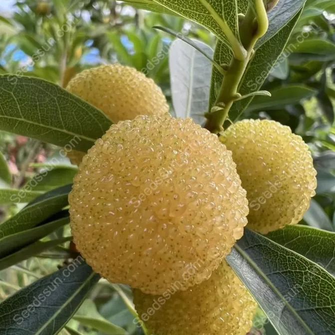 Crystal Bayberry Seeds-50%OFF