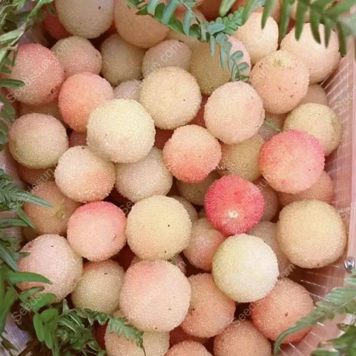 Crystal Bayberry Seeds-50%OFF