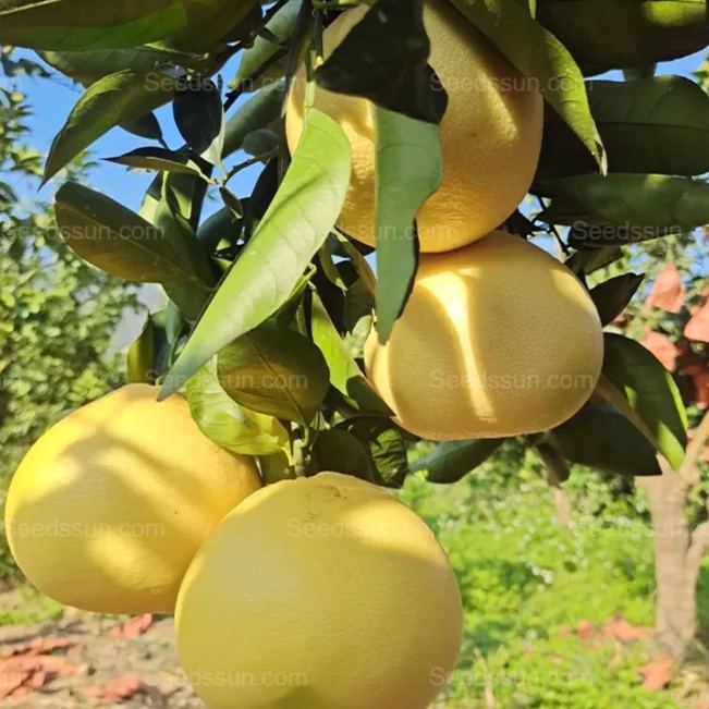 🍊 Grapefruit Seeds - nature's colorful delicacy