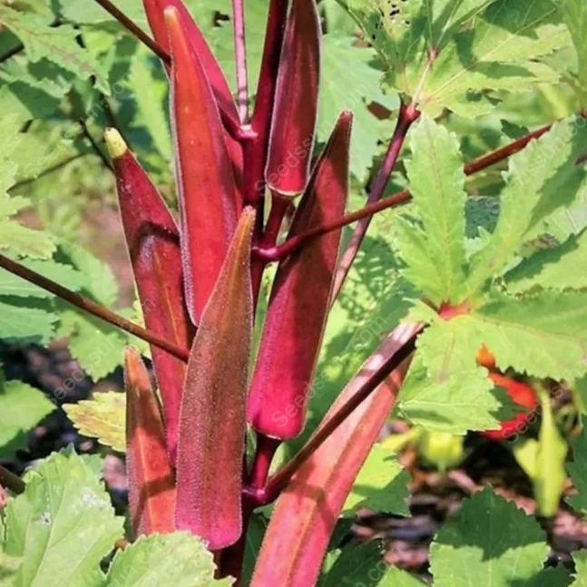 Red Okra Seeds
