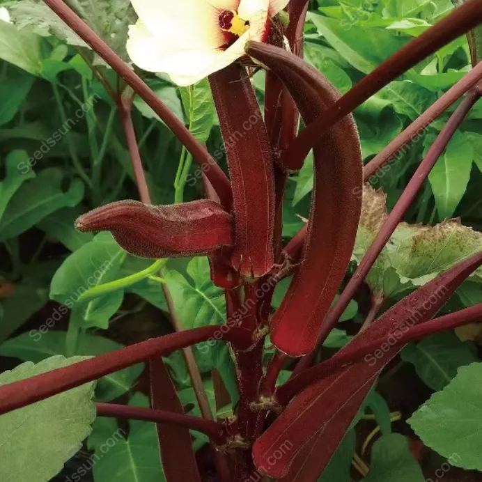 Red Okra Seeds