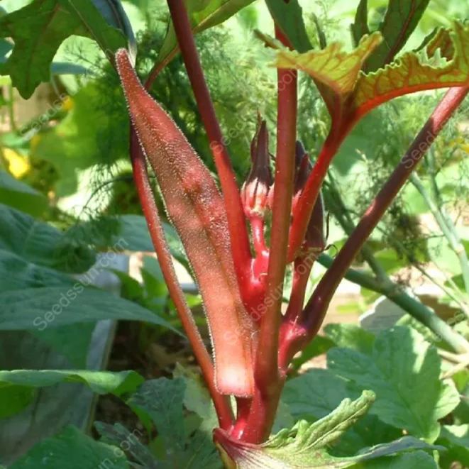 Red Okra Seeds
