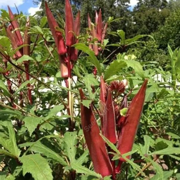 Red Okra Seeds