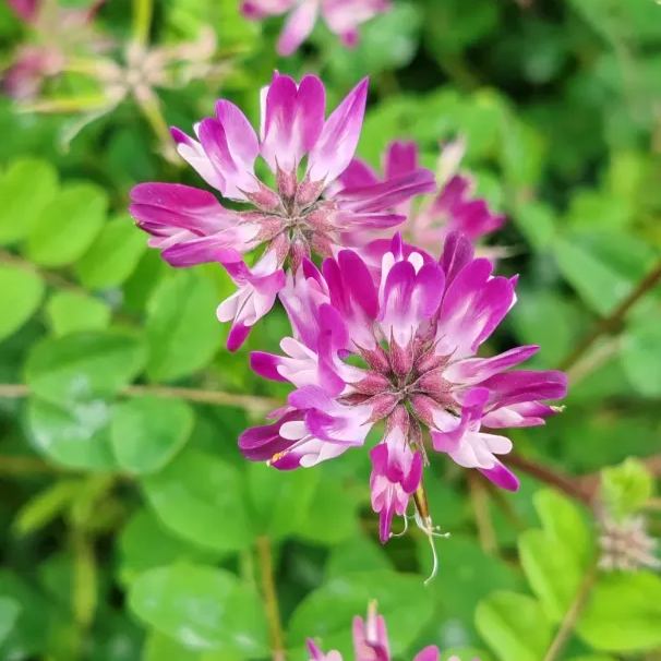 Milk Vetch Seeds