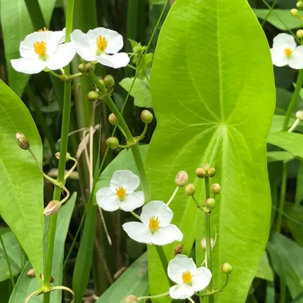 Sagittaria Seeds