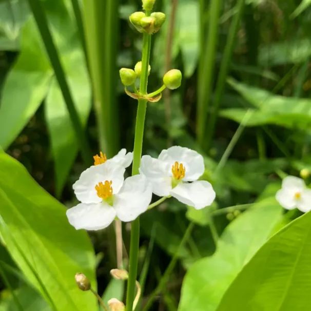 Sagittaria Seeds