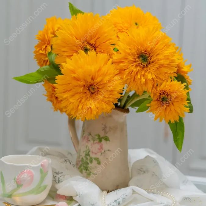 Balcony potted flower seeds-Teddy Bear Sunflower 
