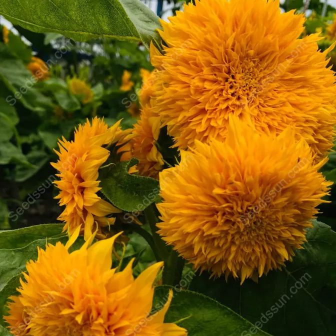 Balcony potted flower seeds-Teddy Bear Sunflower 