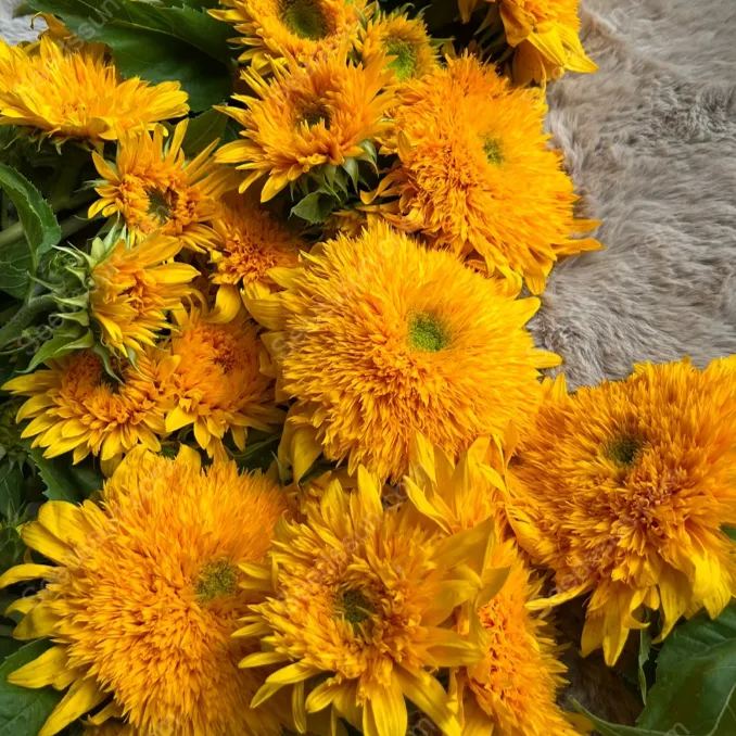 Balcony potted flower seeds-Teddy Bear Sunflower 