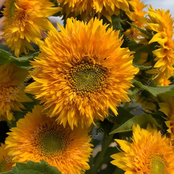 Balcony potted flower seeds-Teddy Bear Sunflower 