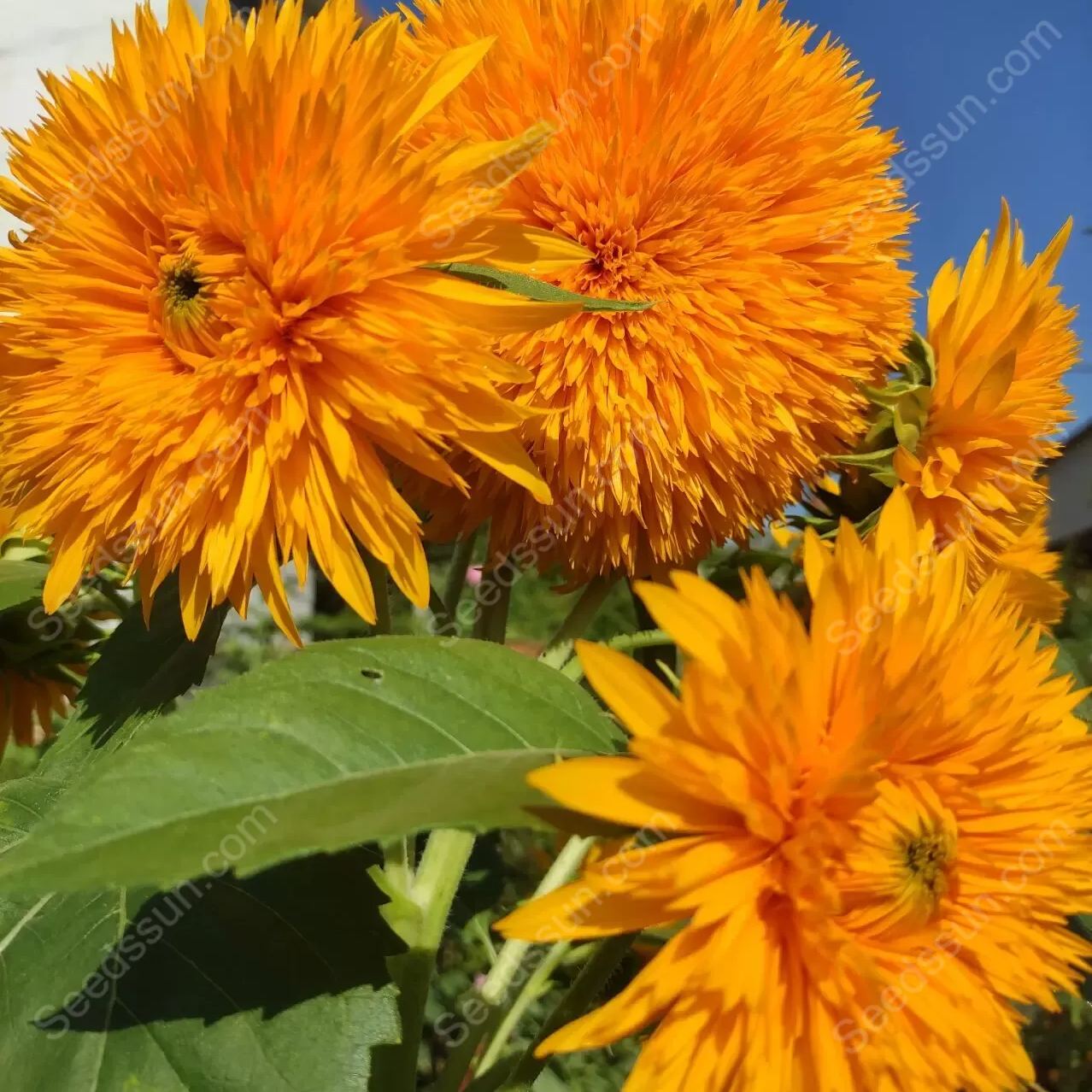 Balcony potted flower seeds-Teddy Bear Sunflower 
