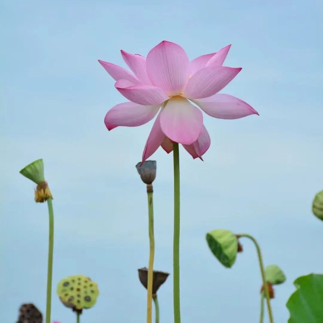 Space Lotus Seeds