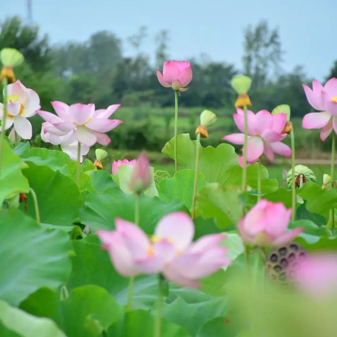 Space Lotus Seeds