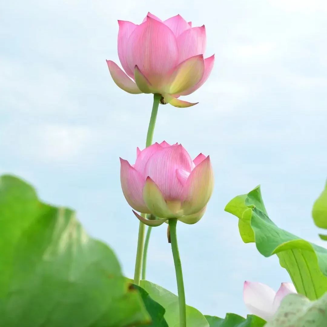Space Lotus Seeds