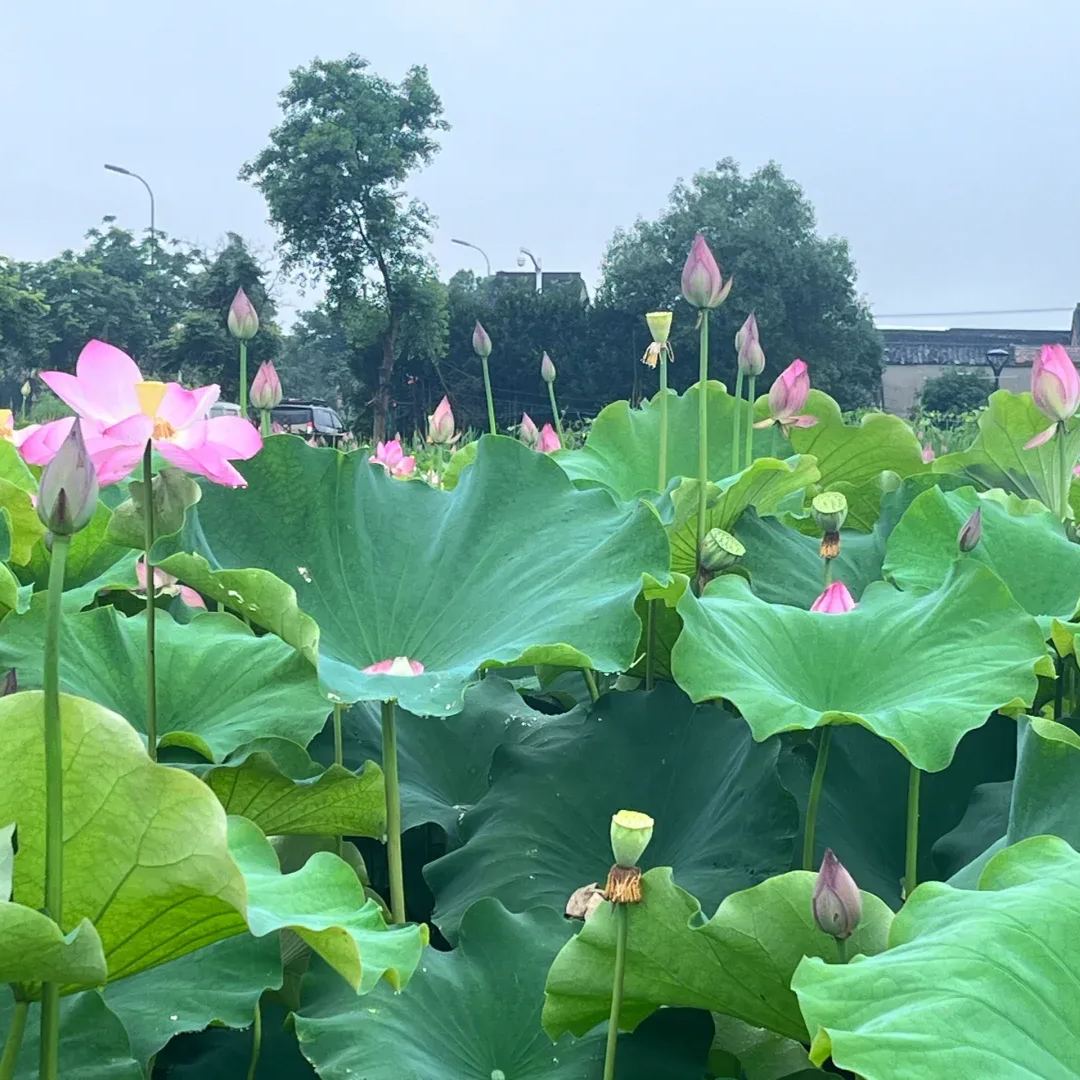 Space Lotus Seeds
