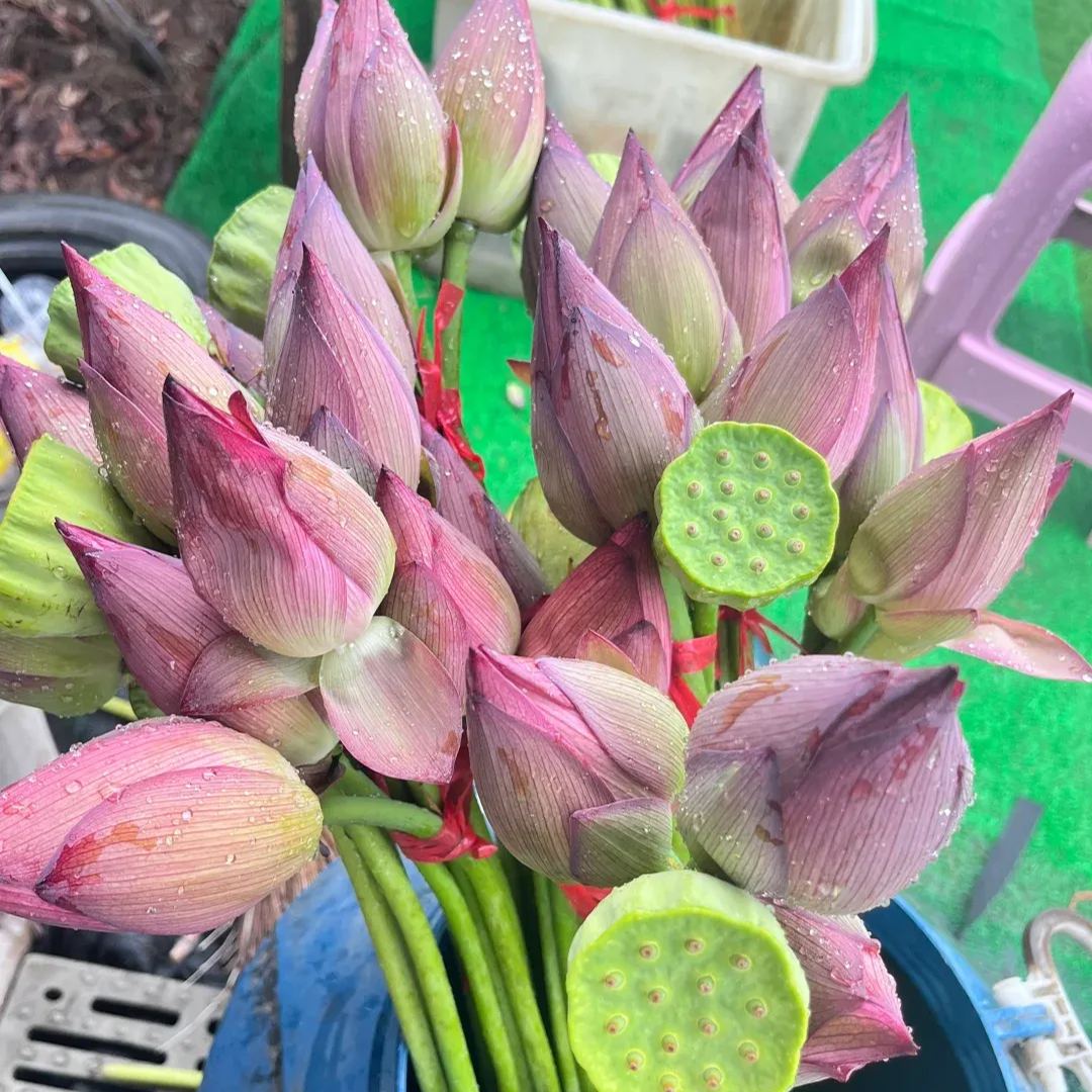 Space Lotus Seeds
