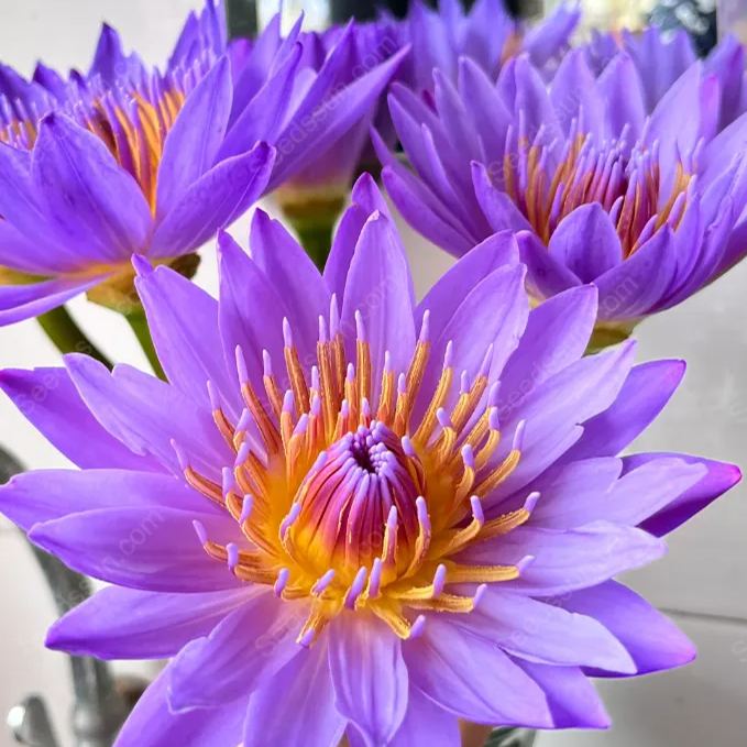 Rare Purple Water Lily Seeds